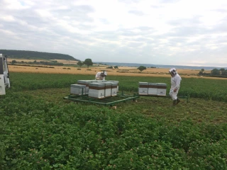Des abeilles au lieu-dit Les Treilles
