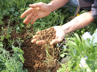 Une solution à la dégradation des sols ?