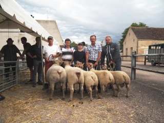 82 moutons mis en vente