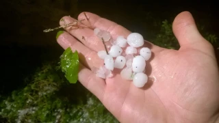 Les vignes peu touchées 