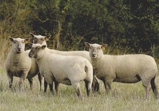 Des brebis pour notre avenir