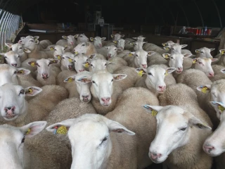 Des exemples de rations pour des brebis en milieu de gestation ou vides