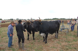 La nostalgie n’a pas pris une ride 