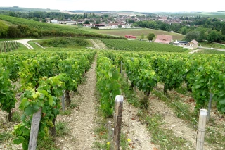 Des vendanges «haute couture»