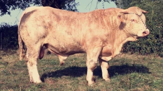 De belles bêtes à acquérir