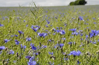 Gestion de la postlevée sur dicots