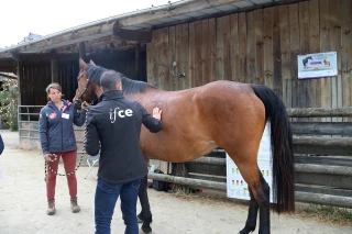 Mieux alimenter son cheval grâce à la note d’état corporel