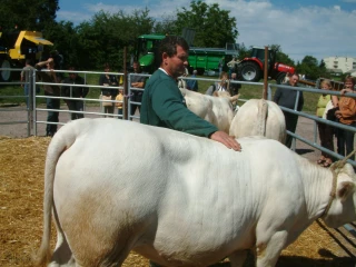 Manipulation et contention des bovins le 19 octobre 