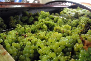 Des récoltes en baisse pour la deuxième année