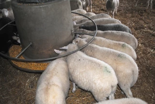 Les sources d’azote possibles pour équilibrer la ration des agneaux en bergerie