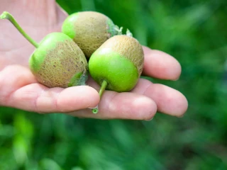 Une mini réforme  de la Pac avant l’heure
