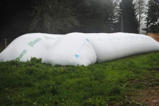 Du maïs grain humide pour les brebis et les agneaux