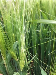 Pas de solution universelle face aux aléas du climat