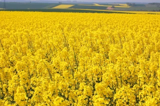 La filière européenne de biodiesel menacée