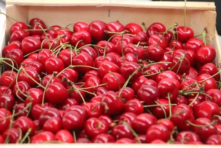 Une opportunité à saisir pour la cerise de l’Yonne