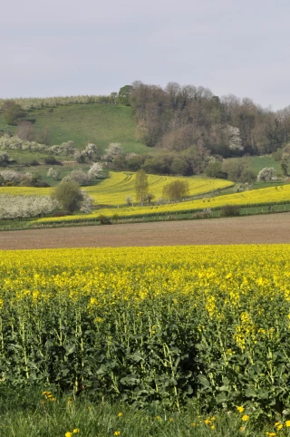 Des marges nettes plombées de 80% !