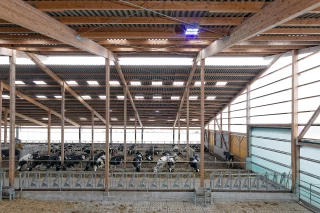La lumière augmente  la production laitière