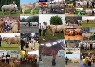 Élisez l’animal de l’année
