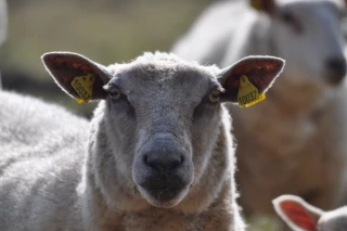 L’impact sur les marchés au cadran nivernais