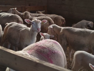 Des luttes «sur le lait» cet automne