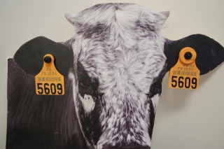 Une obligation probable pour les naissances