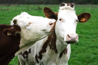«France Terre de lait»
