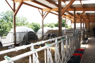 Bien loger ses veaux et génisses laitiers