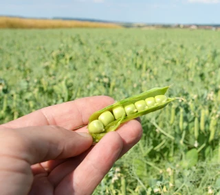 Choisir sa variété pour la campagne 2018