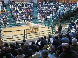 Une vente aux enchères réussie