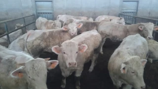 à Véronne, le commerce va bon train