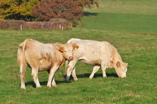 Une vitrine des animaux sur le web