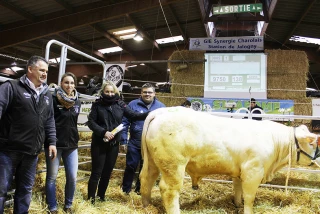 Un veau frôle les 10000 euros