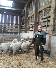 Une belle vente de béliers 