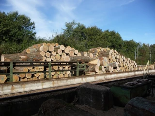 La filière chêne en danger