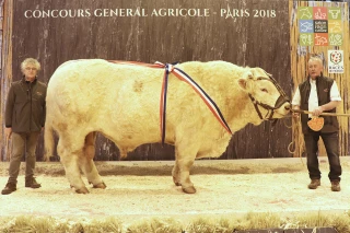 Les feuilles de chêne sont tombées