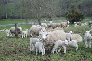 Une mise à l’herbe des brebis sans soucis