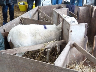Quatre méthodes pour faire adopter un agneau