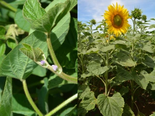 Du nouveau dans le désherbage du tournesol et du soja