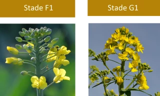 La lutte en floraison, c’est simple !