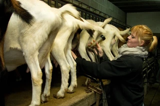 Plus de 500 000 femmes en agriculture