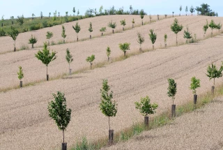 Découvrir l’agroforesterie