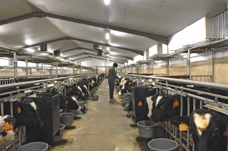 Une diminution globale de 40 % de l’utilisation d’antibiotiques dans les élevages