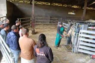 Aux petits soins des bovins
