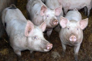 Un bon millésime 2017 pour la coopérative Cirhyo