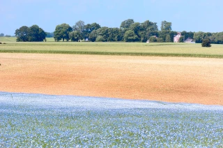 Le lin, pas si «fleur bleue» que cela...