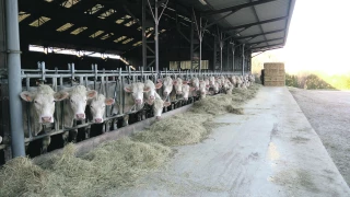 Un levier pour optimiser le coût alimentaire des élevages allaitants ?