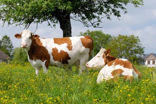 L’élevage, solution environnementale