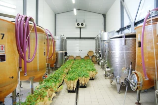 Vin de Tannay: «Des vendanges qui se présentent bien»