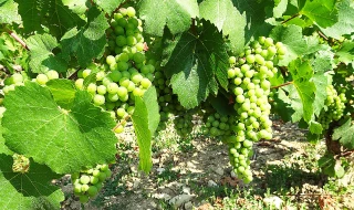 Où en sont les vignes ?