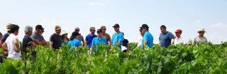 Moins de phytos en viticulture 